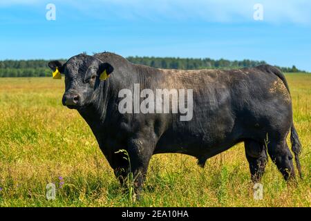 A black angus bull stands on a green grassy field. Stock Photo