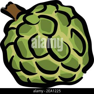 Custard apple Drawing stock illustration isolated in white background Stock Vector