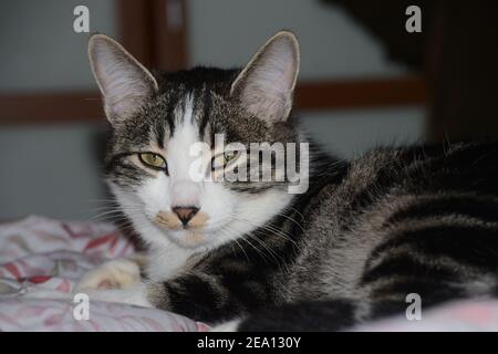 portrait of a cat with yellow eyes resting on a bed Stock Photo