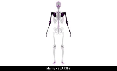 Human Skeleton Upper Limbs Anatomy 3D Illustration Stock Photo