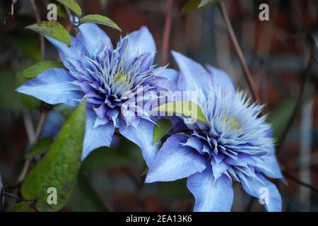 Two gorgeous purple clematis flowers.Beautiful cultivated sort Multi Blue. These flowers starts purple, but gets later more blue as seen on the photo Stock Photo