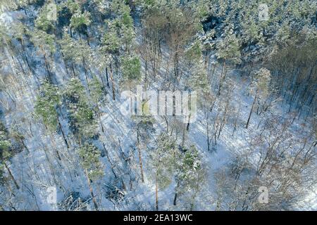 Aerial view of snow covered fores Stock Photo