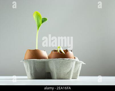 Seed germination of zucchini in egg shells on the light background, the concept of ecological gardening and spring planting Stock Photo