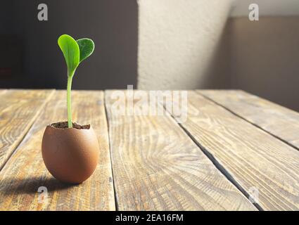 Germinated zucchini sprout in an eggshell on the wooden table as ecological gardening and zero waste concept Stock Photo