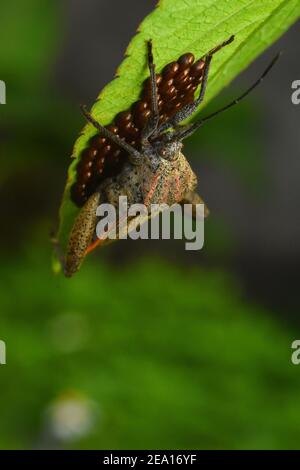 A sweet potato bug laid eggs on leaf Stock Photo
