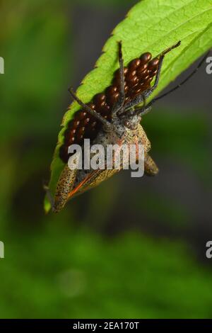 A sweet potato bug laid eggs on leaf Stock Photo