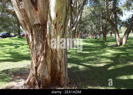 Melaleuca quinquenervia, commonly known as the broad-leaved paperbark, paper bark tea tree, punk tree or niaouli, is a small- to medium-sized tree of Stock Photo