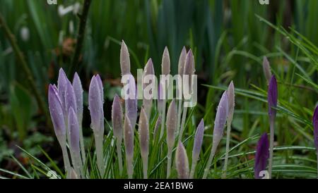 Purple spring crocus flowers in bud with raindrops on petals Stock Photo
