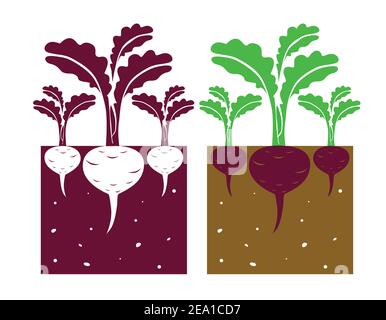 beetroot plant with leaves and tubers,vector illustration Stock Vector