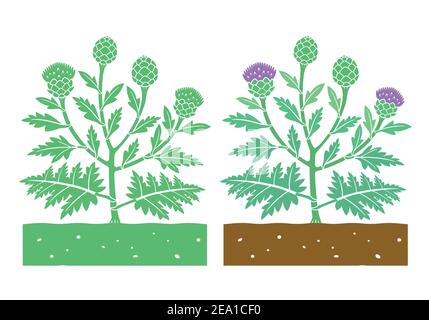 Artichoke plant with leaves and globe artichokes Stock Vector