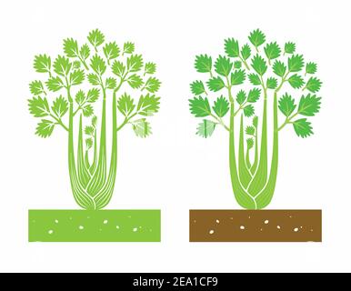 celery plant with leaves Stock Vector