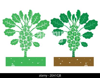 brussels sprouts plant,vector illustration Stock Vector