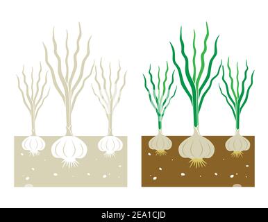 garlic plant with leaves and tubers,vector illustration Stock Vector