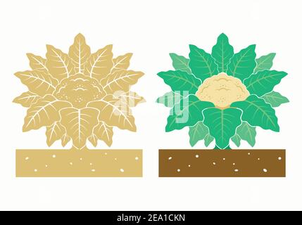 cauliflower plant with leaves and product Stock Vector