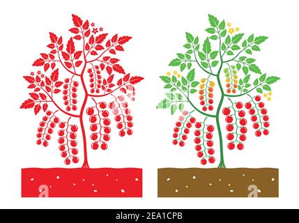 cherry tomato plant with leaves and fruits Stock Vector