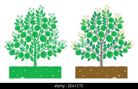 lime tree with leaves and product Stock Vector