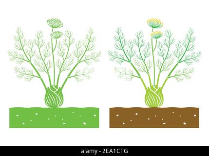 fennel plant with leaves and flower Stock Vector