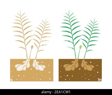 ginger plant with leaves and product Stock Vector