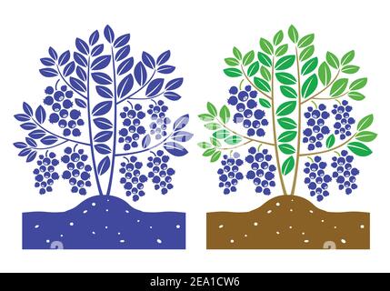 blueberry plant with leaves and product Stock Vector