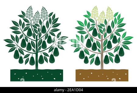 avocado tree with leaves and product Stock Vector