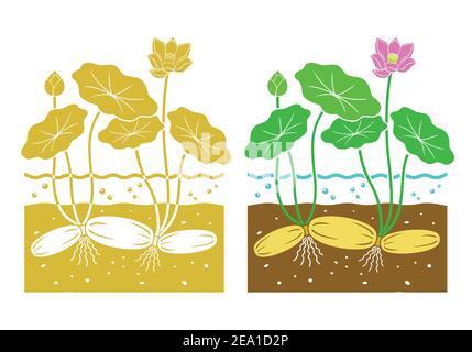 lotus root with leaves and lotus flower Stock Vector