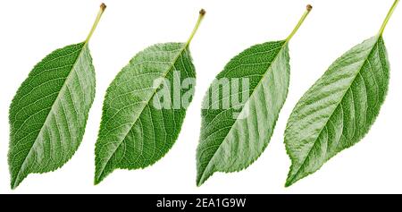 Set of cherry leaf isolated on white background with clipping path. Full depth of field. Stock Photo