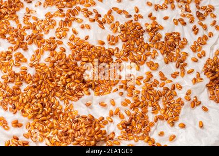 Garden cress Lepidium Sativum growing on wool Stock Photo