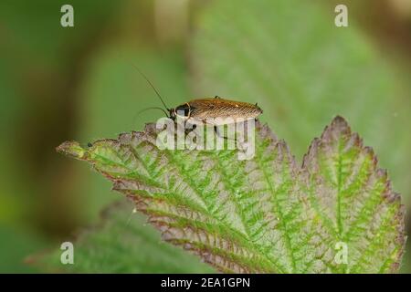 The forest cockroach, Ectobius sylvestris, is not easy to approach Stock Photo