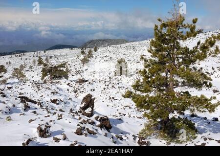 laricio pine on cold lava covered by snow in Etna Park, Sicily Stock Photo