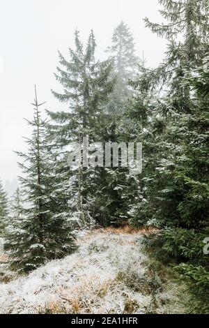 Fir trees in the mountains in winter time Stock Photo