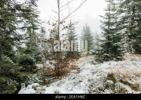 Fir trees in the mountains in winter time Stock Photo