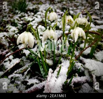 Thaxted, UK. 07th Feb, 2021. Thaxted Essex UK Snowdrops in the snow  7 February 2021 Winter snow hits east anglia and eastern England Snowdrops in Thaxted Churchyard show in the early morning snow fall. Photograph Credit: BRIAN HARRIS/Alamy Live News Stock Photo