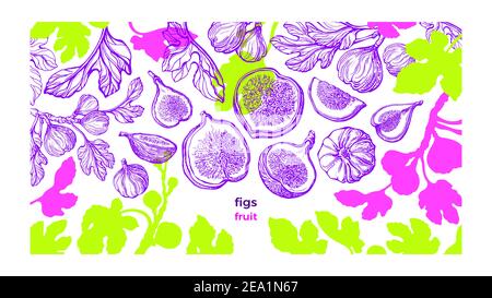 Figs plant template. Vector fresh plantation. Hand drawn color sketch, art pattern on white background. Botanical tree, summer fruits, texture leaf. S Stock Vector