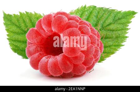 Ripe red raspberry berry fruit with green raspberry leaves isolated on white background Stock Photo