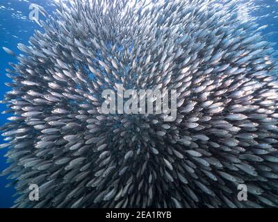 Hunting Horse-Eye Jack in bait ball, school of fish in turquoise water of coral reef in Caribbean Sea, Curacao Stock Photo