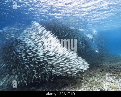 Hunting Horse-Eye Jack in bait ball, school of fish in turquoise water of coral reef in Caribbean Sea, Curacao Stock Photo