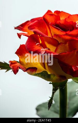 Detailaufnahme einer zweifarbigen Rose mit Tautropfen Stock Photo