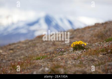 Flowers of Svalbard Bog saxifrage yellow (Saxifraga hirculus) on background  in Svalbard . Flora arctic of Norway Stock Photo