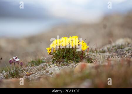 Flowers of Svalbard Bog saxifrage yellow (Saxifraga hirculus) in Svalbard. Flora arctic of Norway Stock Photo