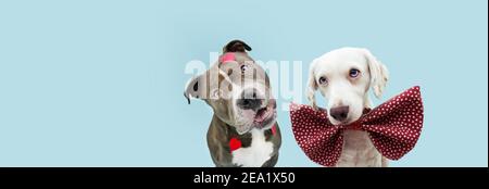 Banner dog love celebrating valentine's day with heart shape stickers and bow tie. Isolated on blue pastel background. Stock Photo