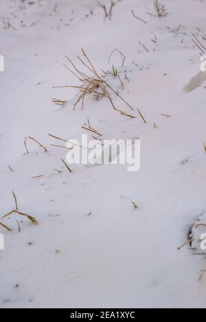 The footprints on the fresh snow near some dry yellow grass Stock Photo