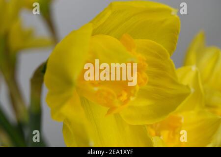 Close up of a daffodil head Stock Photo