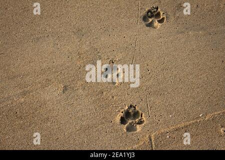 View of foot impressions on a dog in beach sand along Kovalam, Chennai Stock Photo