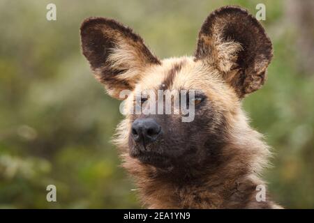 African Wild Dog, Lycaon pictus, portrait, Orpen District, Kruger National Park, South Africa Stock Photo