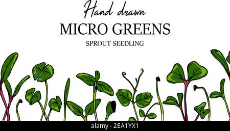 Hand drawn micro greens horizontal design. Healthy vegetarian and vegan food design. Vector illustration in colored sketch style Stock Vector