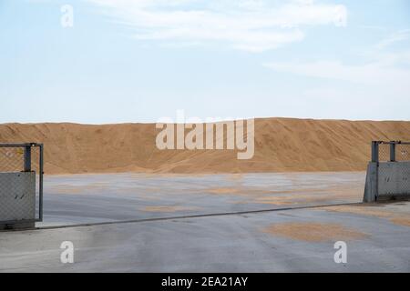 Wheat harvest folded into a big pile. Stock Photo