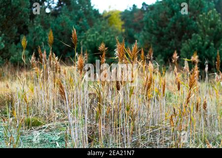 Dry reed. Grass on the autumn meadow, fir forest. Pastel reeds plantation. autumn grasses with spikelets of beige color Abstract natural background
