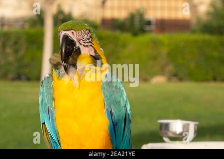 Blue-throated macaw with a bright yellow belly, turquoise wings and head, and dark blue throat and stripes around the eyes is perched on a wood branch Stock Photo