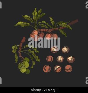 Vector macadamia set, fresh nut with husk or pericarp cut in half. Botanical tree, branch, leaves, grain. Engraved vintage illustration. Natural oil, Stock Vector