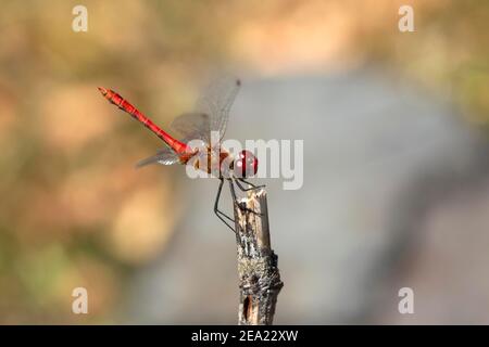 Blood Ruddy Darter (Sympetrum sanguineum), male sitting in obelisk position on a branch, North Rhine-Westphalia, Germany Stock Photo